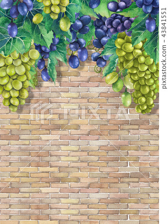 Watercolor bunches of white and blue grapes on the branch Watercolor bunches of white and blue grapes on the branch 43841551