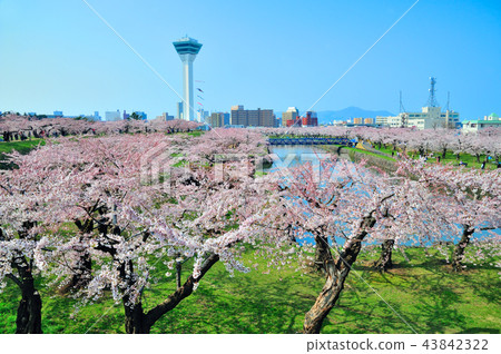 Goryokaku and cherry blossoms in full bloom 43842322