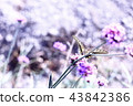 butterfly, butterflies, purple 43842386
