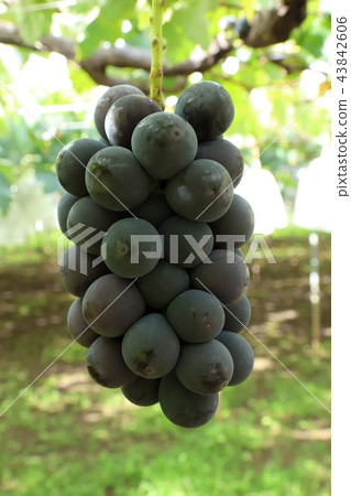 葡萄狩獵巨大的高峰 43842606