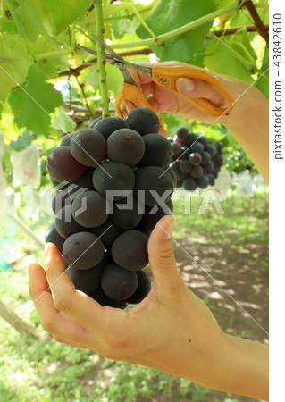 葡萄狩獵巨大的高峰 43842610
