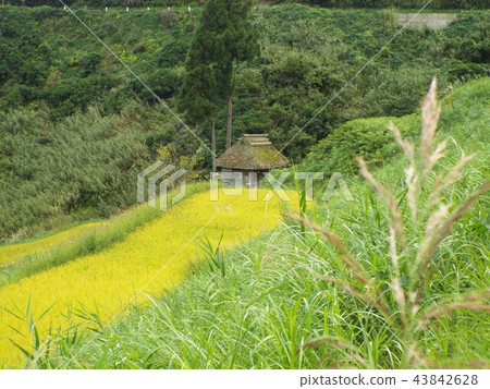  在缺席領域的露台的米領域 43842628