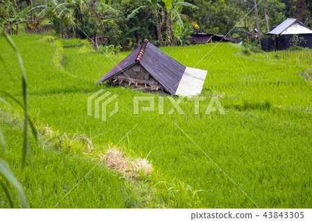 View on rice terraces, Bali, Indonesia 43843305