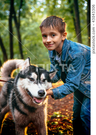 boy and his dog husky on the background of leaves 43843306