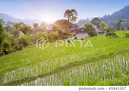 View on rice terraces, Bali, Indonesia 43843307