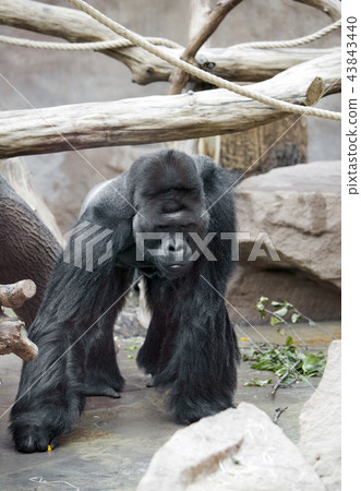 the male gorilla the male gorilla 43843440