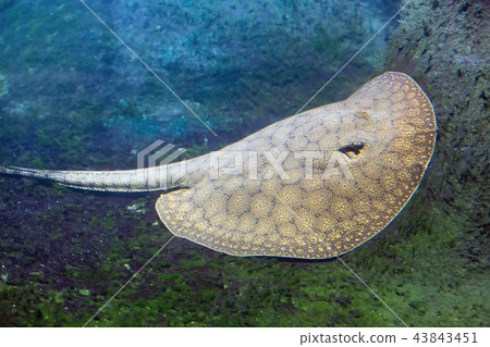guitarfish under water-Potamotrygon schuhmacheri guitarfish under water-Potamotrygon schuhmacheri 43843451