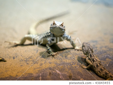 two lizards on the rocks two lizards on the rocks 43843455