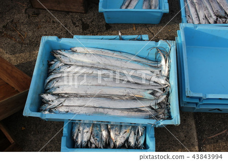 Splinter fish Splinter fish 43843994
