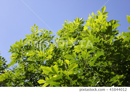 Shima Tonerico在清楚 43844012