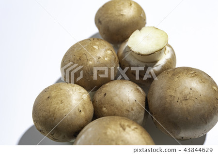 Brown mushroom 43844629