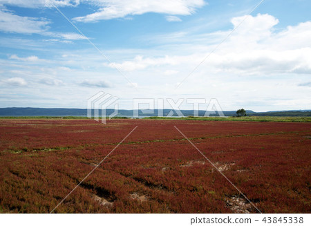 Sugawara coral reef complex in Lake Notori, Hokkaido 43845338