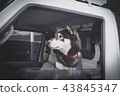狗狗 43845347