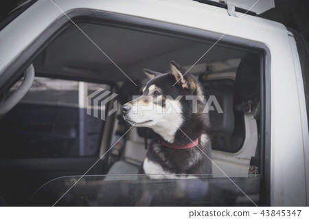 狗狗 狗狗 43845347