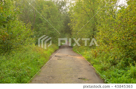 Road in deciduous forest at summer. Road in deciduous forest at summer. 43845363
