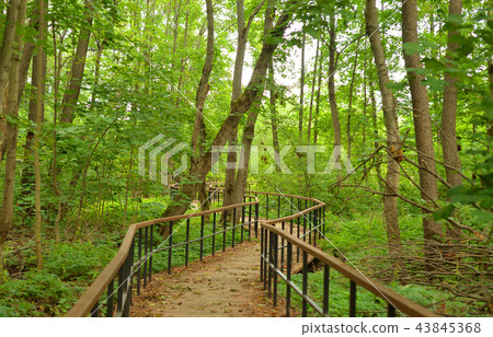 Ecological path in deciduous forest at summer. Ecological path in deciduous forest at summer. 43845368