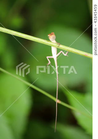 Little lizard climbing on the tree branches Little lizard climbing on the tree branches 43845459