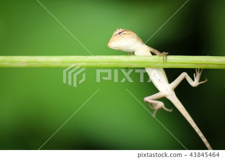 Little lizard climbing on the tree branches 43845464