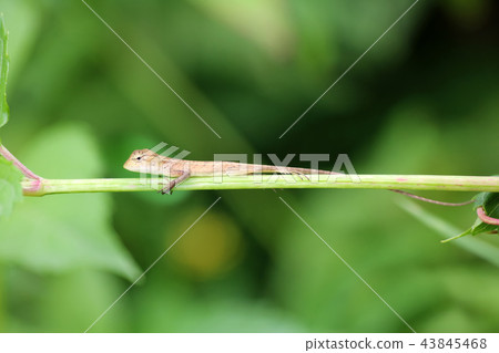 Little lizard practice to climbing on the branches Little lizard practice to climbing on the branches 43845468