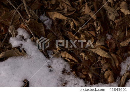 Fallen leaves and snow 43845601