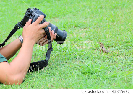 Photographer lying and take a picture of lizard 43845622
