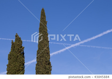 Two pine trees and a blue sky with trails Two pine trees and a blue sky with trails 43845884
