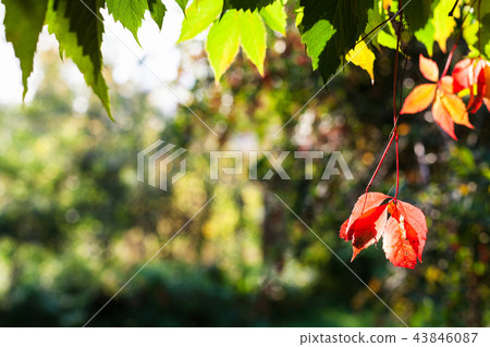 colorful leaves with copyspace in autumn 43846087