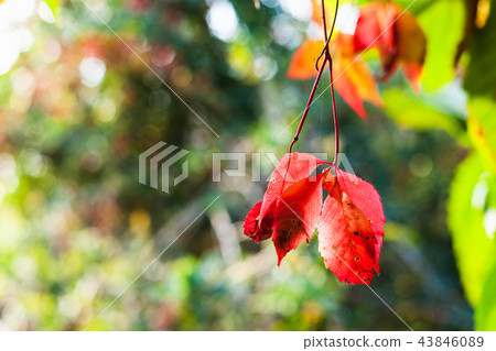red leaves of Virginia creeper illuminated by sun 43846089