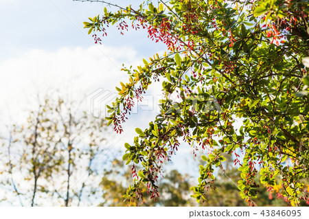 twigs of barberry bush with ripe fruits in evening 43846095