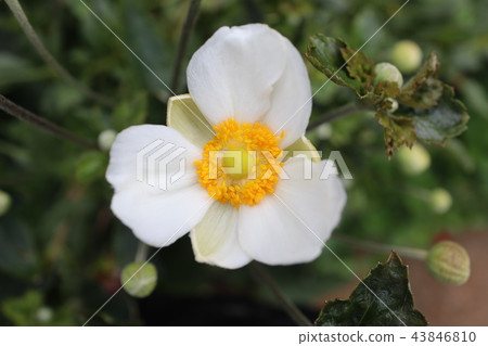 Shiki Iku 43846810