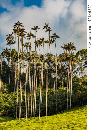 Valley Cocora Salento El Bosque de Las Palmas  Quindio Colombia 43846895