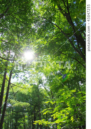 Forest Forest 43847255