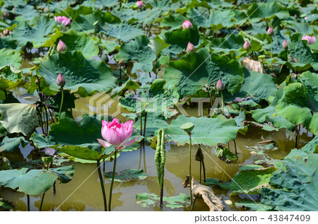 蓮花 蓮花 43847409