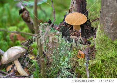 Mushroom moss growing on a stump in autumn forest Mushroom moss growing on a stump in autumn forest 43847428