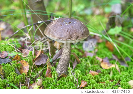 Beautiful mushroom on a background of moss Beautiful mushroom on a background of moss 43847430
