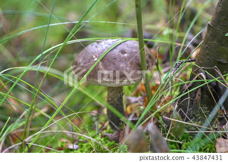 Beautiful mushroom on a background of moss Beautiful mushroom on a background of moss 43847431
