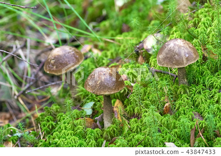 group of mushrooms grew among the grass group of mushrooms grew among the grass 43847433