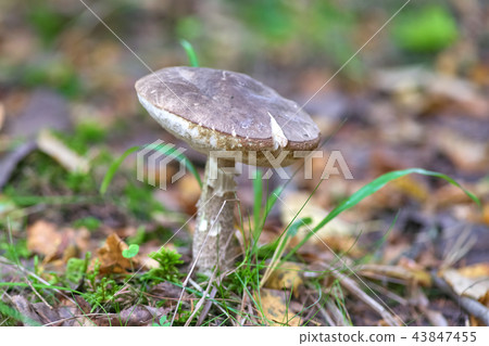 Beautiful mushroom on a background of moss 43847455