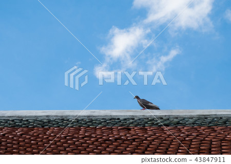 Birds on the roof of the temple. 43847911