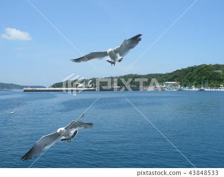 Sea cat 2 which follows a ship Sea cat 2 which follows a ship 43848533