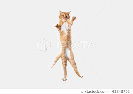 red cat on a white background red cat on a white background 43848701