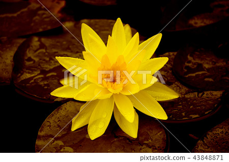 Lotus in the ecosystem. Lotus in the ecosystem. 43848871