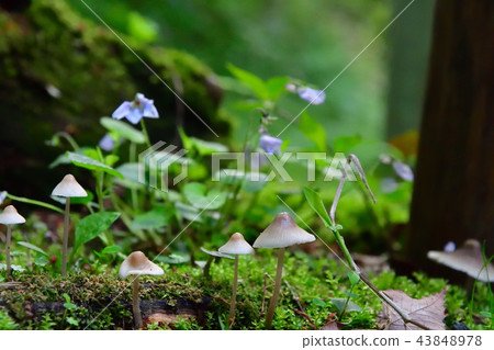 Mushroom image Mushroom image 43848978