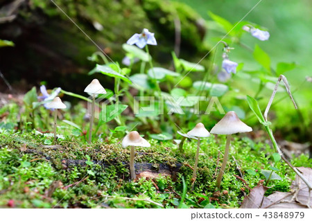 Mushroom image Mushroom image 43848979