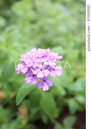馬鞭草 43848991