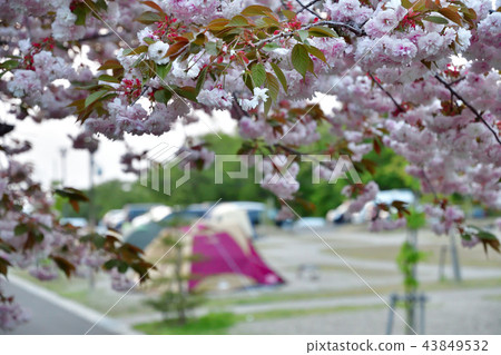 櫻花（宮城縣）的露營地 43849532