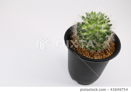 Red flower high sand cactus Mammillaria bocasana roseiflora Red flower high sand cactus Mammillaria bocasana roseiflora 43849754