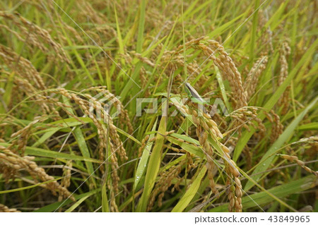 Grasshopper in rice field 43849965