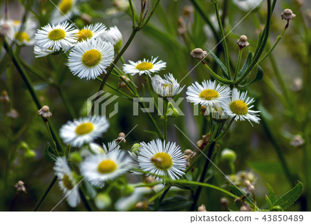 Flowers of a beautiful roman chamomile. Flowers of a beautiful roman chamomile. 43850489