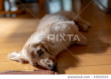 Old dog dachs Old dog dachs 43850503